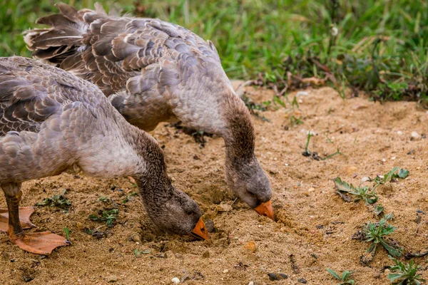 Ganso Cinzento Procura Comida Areia Uma Caneta Estábulo Uma Fazenda — Fotografia de Stock