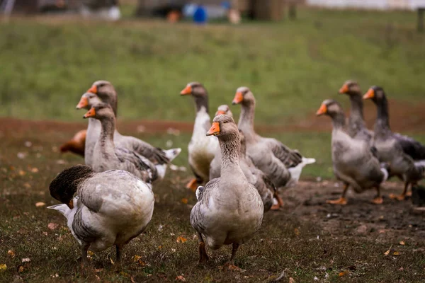 Ganso Cinzento Uma Caneta Estábulo Uma Fazenda Criar Gado Num — Fotografia de Stock