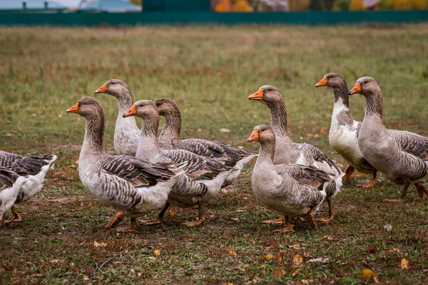 Ganso Gris Corral Establo Una Granja Criando Ganado Rancho Pastos — Foto de Stock