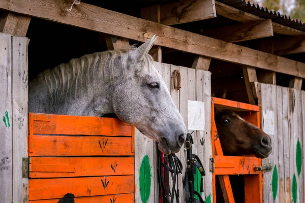 Cheval Blanc Brun Dans Enclos Dans Étable Une Ferme Élever — Photo