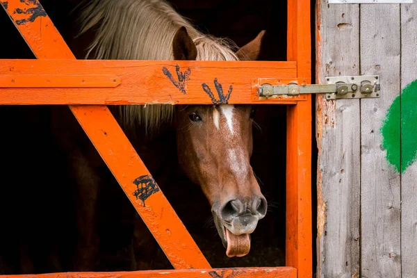 Vtipný Hnědý Kůň Ukazuje Jazyk Zblízka Ohradě Plotem Louce Farmě — Stock fotografie