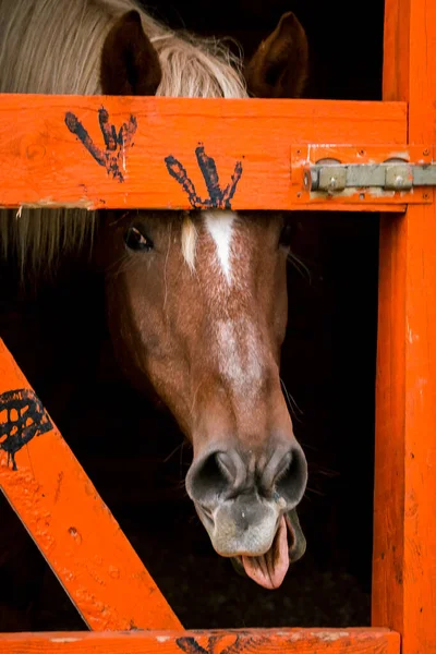 Vtipný Hnědý Kůň Ukazuje Jazyk Zblízka Ohradě Plotem Louce Farmě — Stock fotografie