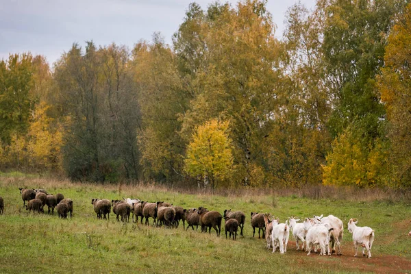 Rebanho Cabras Ovelhas Branco Com Uma Cabeça Preta Uma Caneta — Fotografia de Stock
