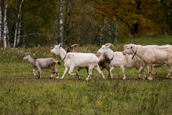 Uma Manada Cabras Num Prado Numa Quinta Criar Gado Num — Fotografia de Stock