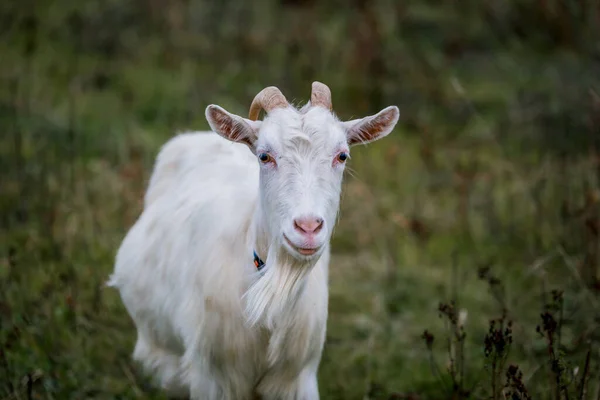 Weiße Ziege Auf Einer Weide Auf Einem Bauernhof Viehzucht Auf — Stockfoto