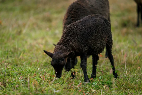 Ovelhas Pretas Uma Caneta Estábulo Uma Fazenda Criar Gado Num — Fotografia de Stock