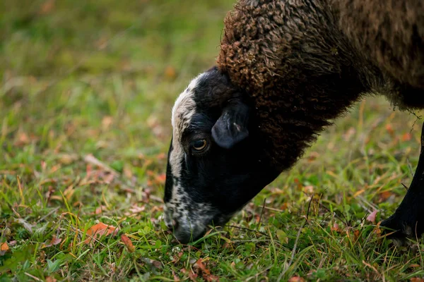 Ovejas Blancas Con Una Cabeza Negra Cerca Corral Establo Una — Foto de Stock