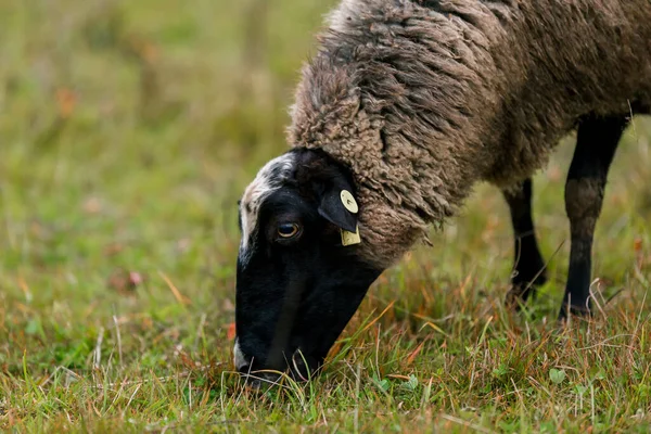 Вівці Білі Чорною Головою Крупним Планом Ручці Стайні Фермі Вирощування — стокове фото