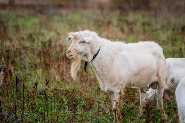 Weiße Ziege Auf Einer Weide Auf Einem Bauernhof Viehzucht Auf — Stockfoto