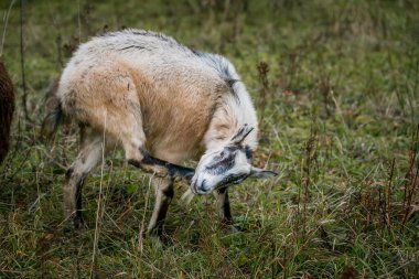 Çiftlikteki bir çayırda beyaz keçi. Çiftlikte sığır yetiştiriyor, otlatıyor. Tarım, tarım ve hayvancılık kavramı