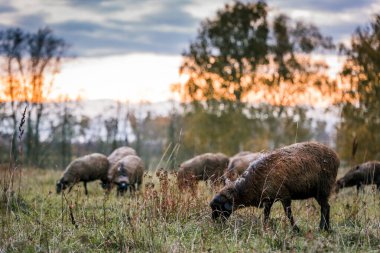 Gün batımında çiftlikteki ahırda siyah kafalı koyun beyazı. Çiftlikte sığır yetiştiriyor, otlatıyor