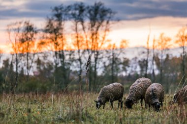 Gün batımında çiftlikteki ahırda siyah kafalı koyun beyazı. Çiftlikte sığır yetiştiriyor, otlatıyor