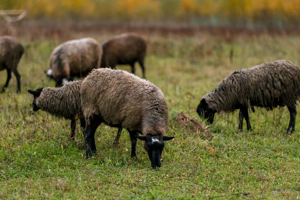 Ovejas Blancas Con Una Cabeza Negra Corral Establo Una Granja — Foto de Stock