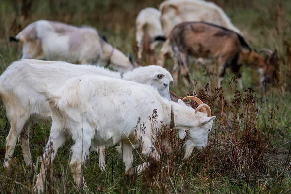 Eine Herde Weißer Und Brauner Ziegen Auf Einer Weide Auf — Stockfoto