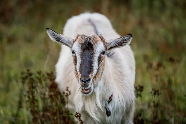 White Goat Meadow Farm Raising Cattle Ranch Pasture Concept Agriculture — Stock Photo, Image