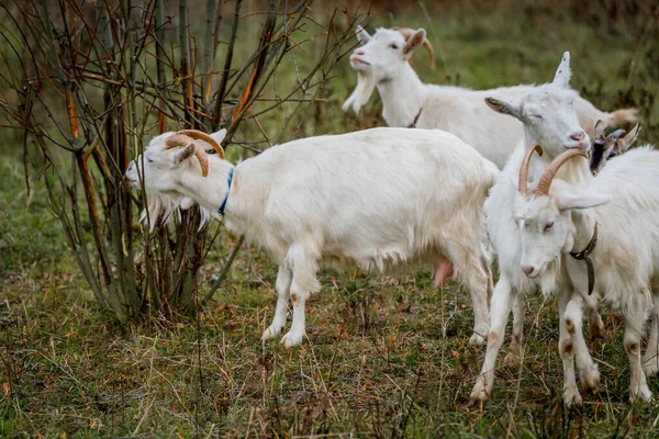 Una Manada Cabras Blancas Marrones Prado Una Granja Criando Ganado — Foto de Stock