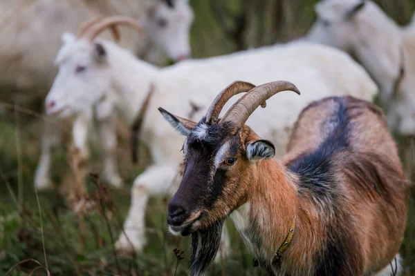 Braune Ziege Auf Einer Wiese Auf Einem Bauernhof Viehzucht Auf — Stockfoto