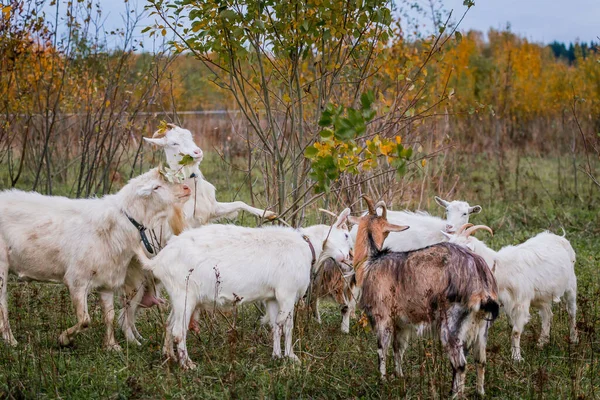 Eine Herde weißer und brauner Ziegen auf einer Weide auf einem Bauernhof. Viehzucht auf einer Ranch, Weide — Stockfoto