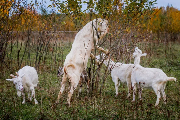 Eine Herde weißer und brauner Ziegen auf einer Weide auf einem Bauernhof. Viehzucht auf einer Ranch, Weide — Stockfoto