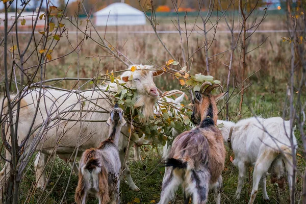 Eine Herde weißer und brauner Ziegen auf einer Weide auf einem Bauernhof. Viehzucht auf einer Ranch, Weide — Stockfoto