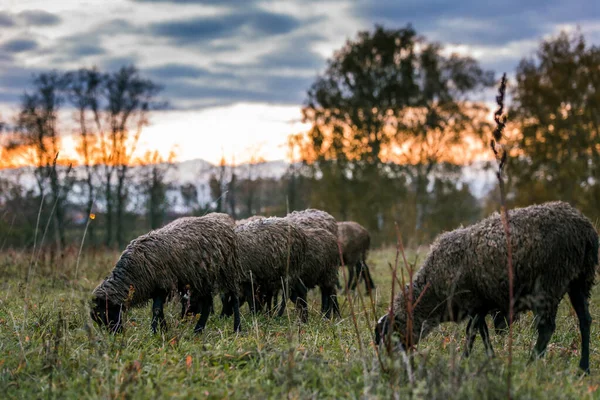 Ovejas blancas con una cabeza negra en un corral en el establo de una granja al atardecer. Criar ganado en un rancho, pastos —  Fotos de Stock