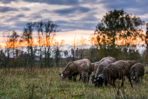 Ovejas blancas con una cabeza negra en un corral en el establo de una granja al atardecer. Criar ganado en un rancho, pastos — Foto de Stock