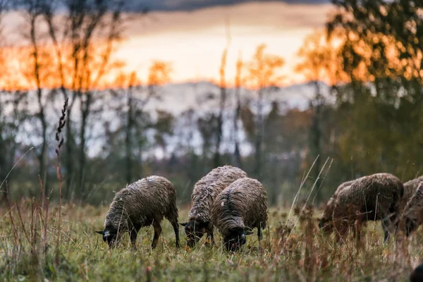 Ovelha branca com uma cabeça preta em uma caneta no estábulo em uma fazenda ao pôr do sol. Criação de gado em um rancho, pasto — Fotografia de Stock