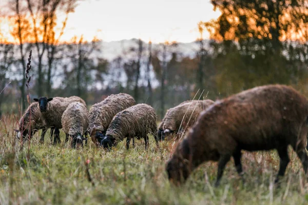 Ovejas blancas con una cabeza negra en un corral en el establo de una granja al atardecer. Criar ganado en un rancho, pastos — Foto de Stock