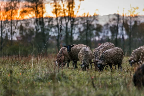 Вівці білі з чорною головою в ручці в стайні на фермі на заході сонця. Вирощування худоби на ранчо, пасовища — стокове фото