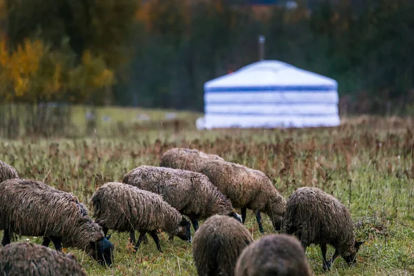 Вівці білі з чорною головою в ручці в стайні на фермі. Вирощування худоби на ранчо, пасовища — стокове фото