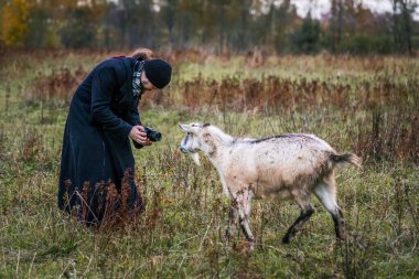 Çiftlikteki bir çayırda beyaz keçi. Çiftlikte sığır yetiştiriyor, otlatıyor. Tarım, tarım ve hayvancılık kavramı
