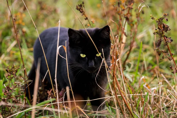 Chat Noir Aux Yeux Jaunes Pédale Comme Chasseur Dans Herbe — Photo