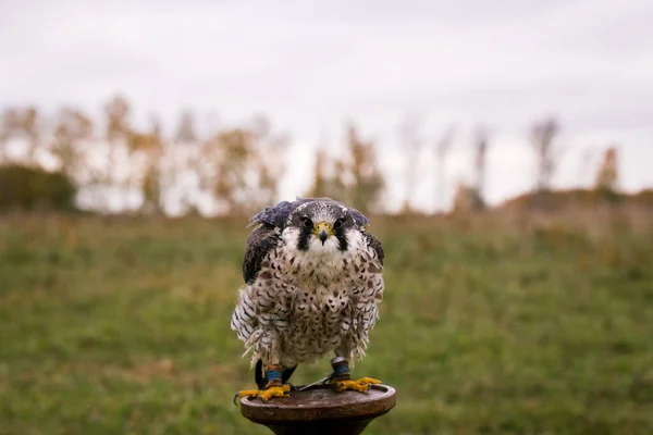 Conceito Falcoaria Belo Falcão Num Poleiro Fundo Campo Paisagem — Fotografia de Stock