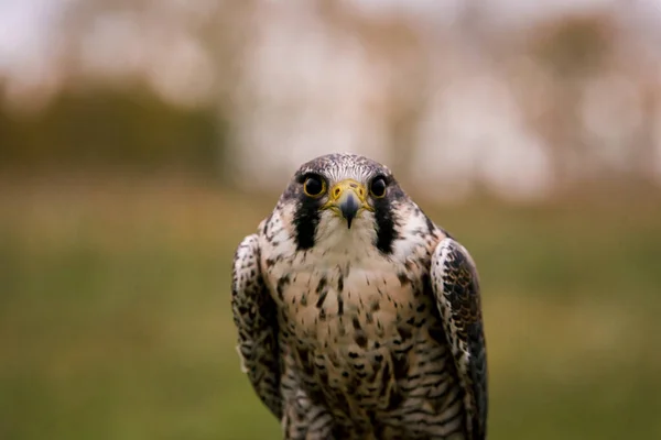 Conceito Falcoaria Belo Falcão Num Poleiro Fundo Campo Paisagem — Fotografia de Stock