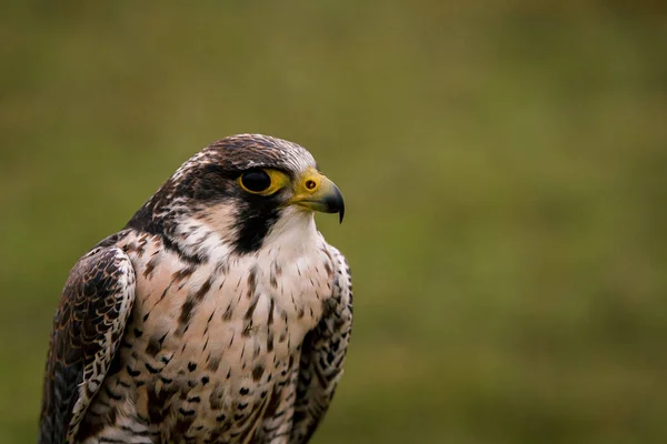 Conceito Falcoaria Belo Falcão Num Poleiro Fundo Campo Paisagem — Fotografia de Stock