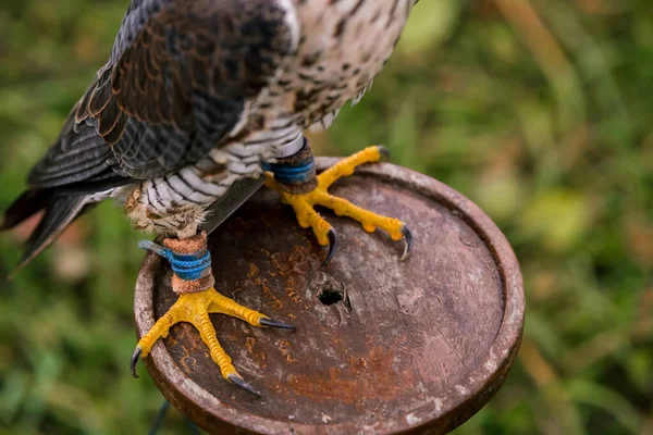 Concepto Cetrería Hermosas Patas Halcón Cerca Una Percha Fondo Campo — Foto de Stock