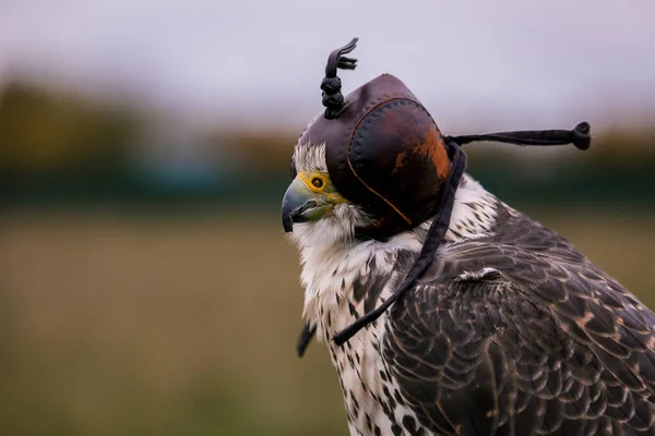 Conceito Falcoaria Cabeça Capuz Belo Falcão Num Poleiro Fecha Fundo — Fotografia de Stock