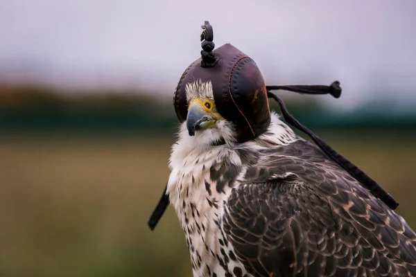 Concepto Cetrería Gorra Capucha Hermoso Halcón Una Percha Cerca Fondo — Foto de Stock