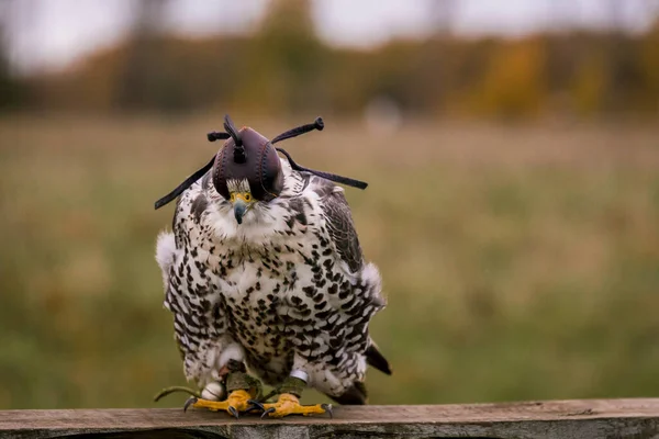 Conceito Falcoaria Cabeça Capuz Belo Falcão Num Poleiro Fundo Campo — Fotografia de Stock