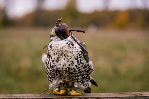 Das Konzept Der Falknerei Kopfbedeckung Kapuze Schöner Falke Auf Einem — Stockfoto
