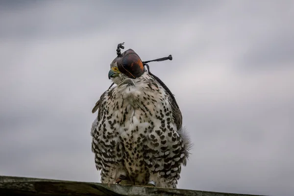 Conceito Falcoaria Cabeça Capuz Belo Falcão Num Poleiro Fundo Campo — Fotografia de Stock