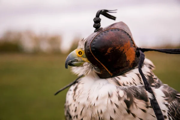 Das Konzept Der Falknerei Kopfbedeckung Kapuze Schöner Falke Auf Einem — Stockfoto