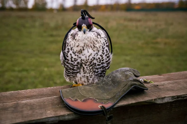 Concept Falconry Head Cap Hood Beautiful Hawk Leather Glove Perch — Stock Photo, Image