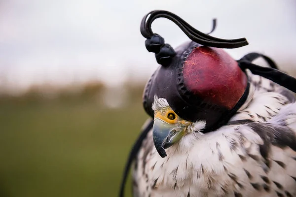 Conceito Falcoaria Cabeça Capuz Belo Falcão Num Poleiro Fecha Fundo — Fotografia de Stock