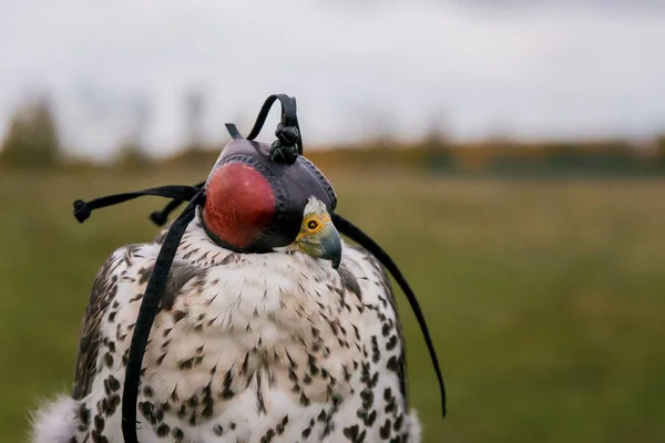 Conceito Falcoaria Cabeça Capuz Belo Falcão Num Poleiro Fecha Fundo — Fotografia de Stock