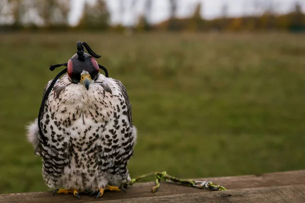 Das Konzept Der Falknerei Kopfbedeckung Kapuze Schöner Habicht Auf Einem — Stockfoto