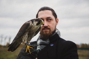 Şahin konsepti. Avrupalı görünümlü, sakallı, uzun saçlı, deri eldivenli ve elinde güzel bir şahin olan bir adam. Bir tarlanın arka planında, manzara