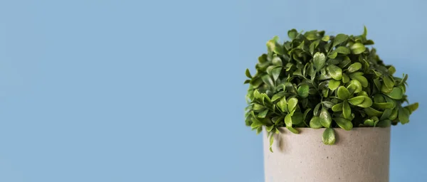 Groene kamerplant in een grijze betonnen pot — Stockfoto