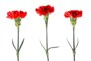 Yeşil saplı kırmızı karanfiller ve beyaz arka planda izole edilmiş yapraklar. Çiçekler aşkın sembolü olarak kullanılır, bir ev, seni kötülüklerden ve kötülüklerden koruyan bir tılsım.