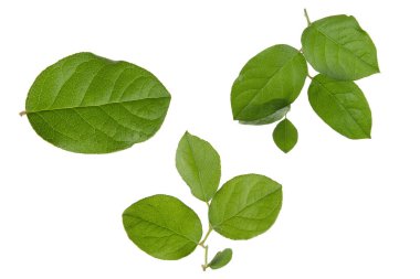 Yeşil Elma ağacı yaprakları beyaz arka planda izole edilmiş. Doğal doku arkaplanı